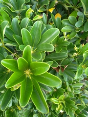 Schefflera