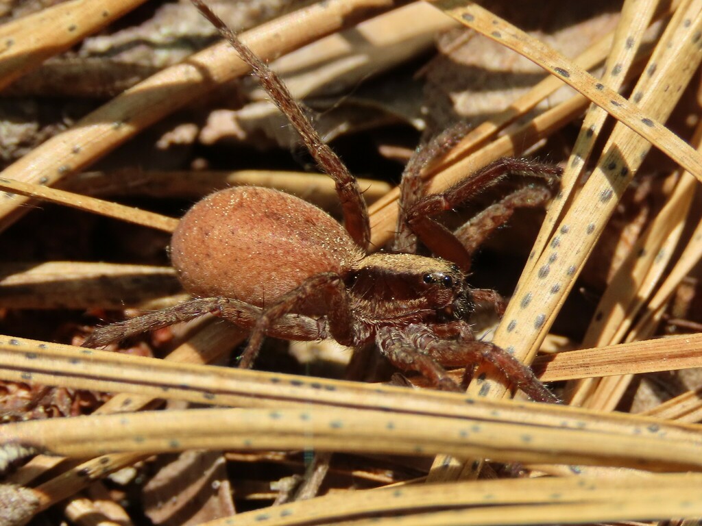 Schizocosa saltatrix