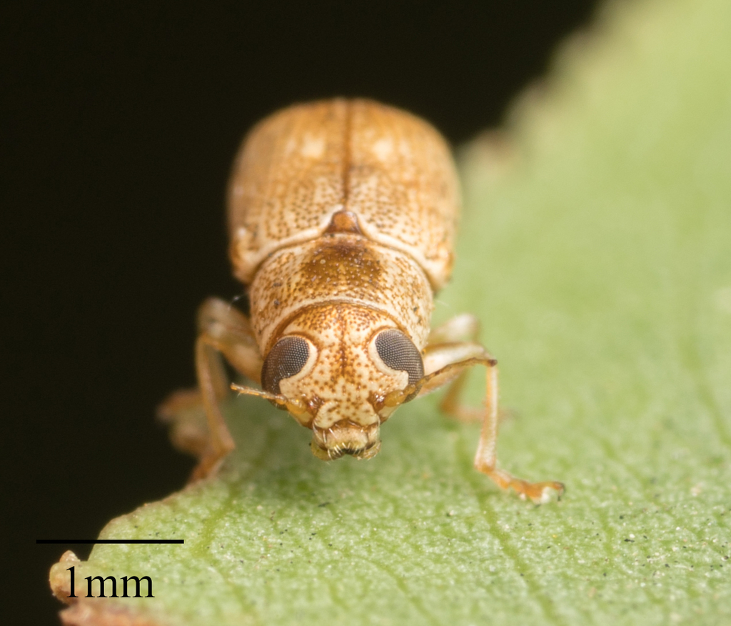 Pachybrachis livens