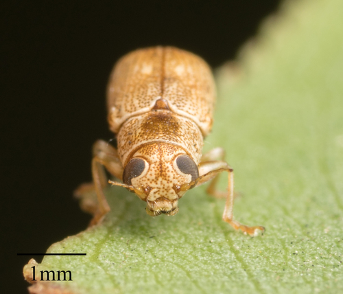 Pachybrachis livens