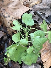 Viola canadensis
