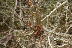 Tillandsia intermedia