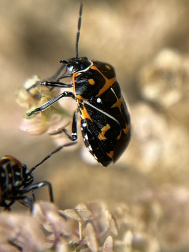 iNaturalist observation photo of Harlequin Bug