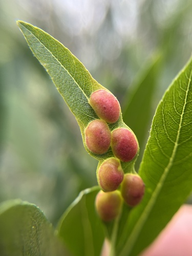 iNaturalist observation photo of Willow Apple Gall Sawfly