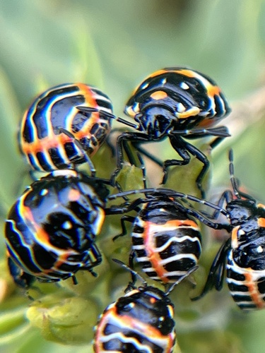 iNaturalist observation photo of Harlequin Bug