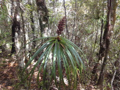 Dracophyllum elegantissimum