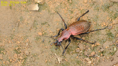 Carabus smaragdinus