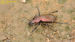 Carabus smaragdinus
