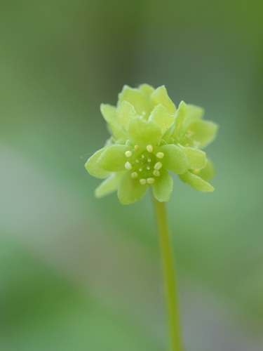 Moschatel
