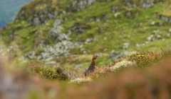 Lagopus lagopus scotica