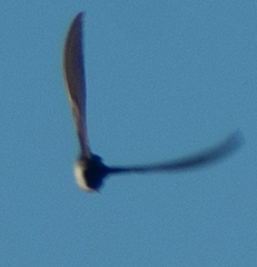 Tachycineta bicolor image