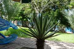 Agave fourcroydes