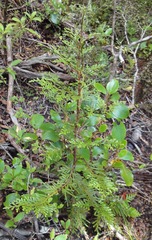 Libocedrus bidwillii