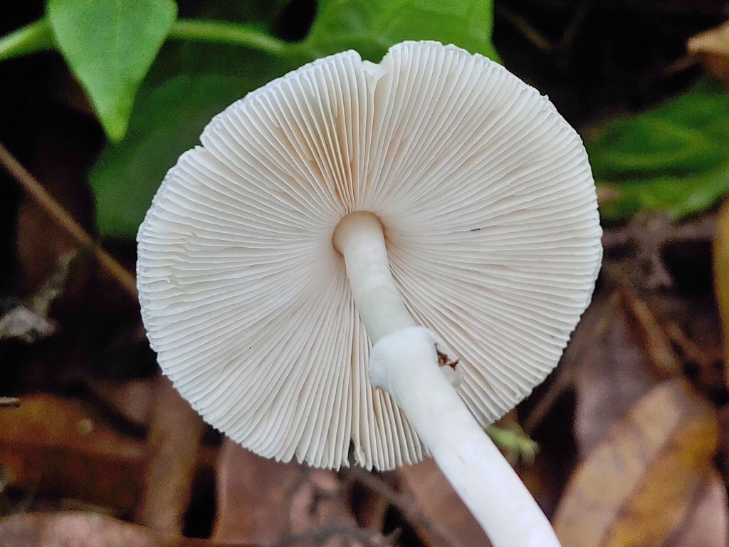 Leucocarpi