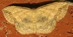 Scopula pulchellata