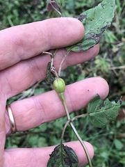 Neolasioptera monardi