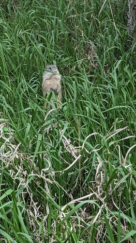 Franklin's Ground Squirrel