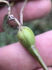 Neolasioptera monardi