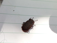 Mitua tuberculicostata