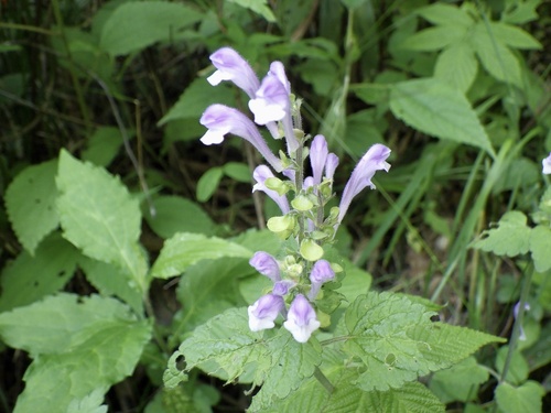 Scutellaria muramatsui iNat (1)