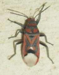 Graptostethus septus