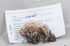 Lentaria byssiseda