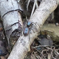 Tutelina