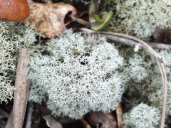 Cladonia evansii