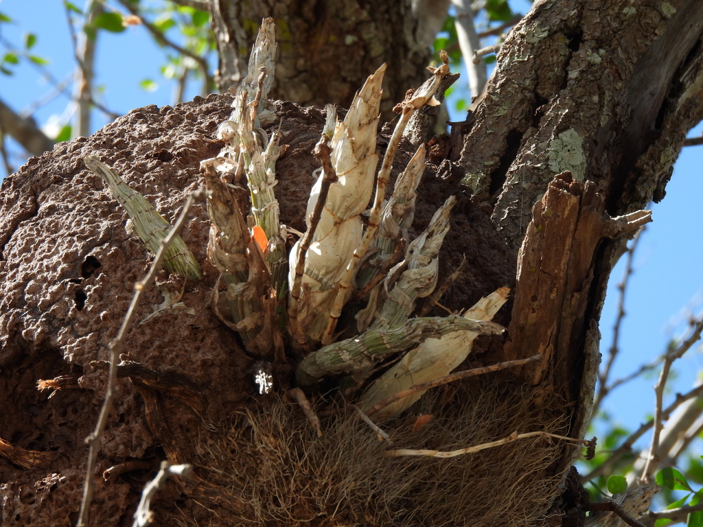 Catasetum pendulum