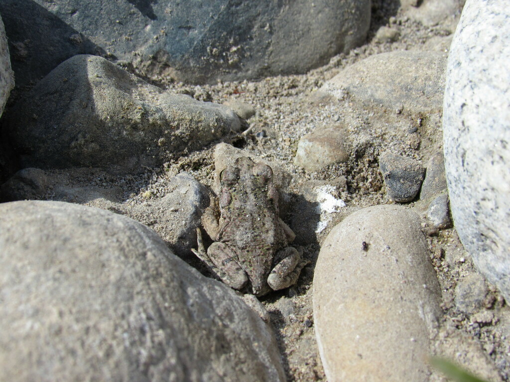 Rhinella limensis from Bocatoma, Ica, Perú on October 29, 2017 at 08:46 ...