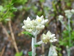 Pseudognaphalium brachypterum