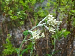 Pseudognaphalium brachypterum