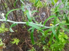 Pseudognaphalium brachypterum