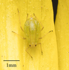 Myzus persicae