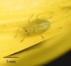 Myzus persicae