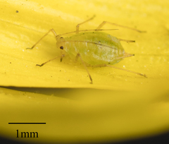 Myzus persicae