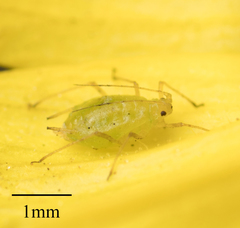 Myzus persicae