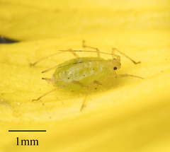 Myzus persicae
