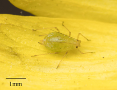 Myzus persicae