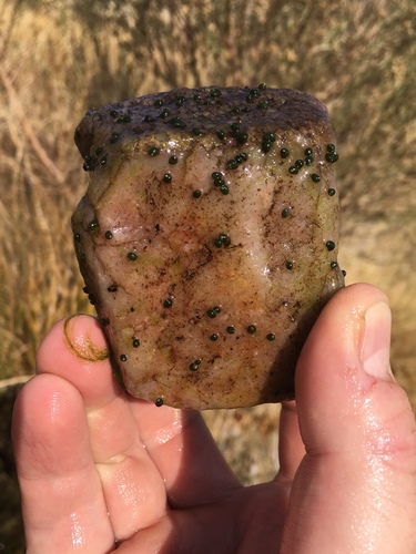 Fairbanks Springsnail