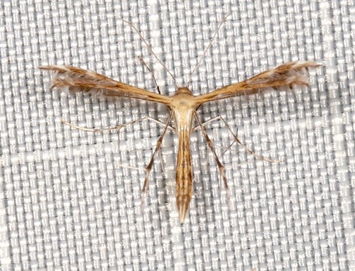 Sundew Plume Moth photo 4