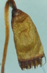 Mnium marginatum