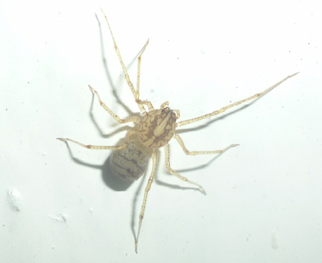 Scytodes alayoi