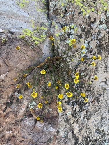 Gila Rockdaisy (Laphamia gilensis)