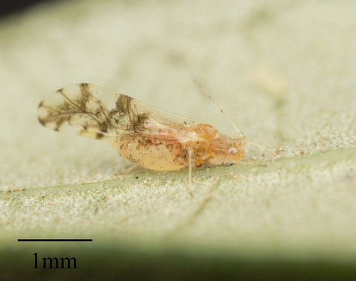 Neomyzocallis punctata