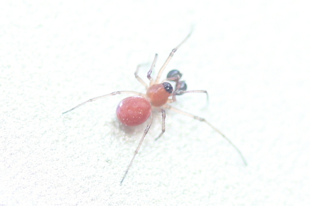 Dwarf Ground Long-jawed Spider