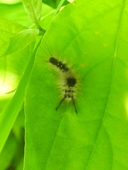 Dasychira vagans