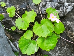 Begonia uniflora