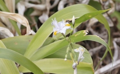 Iris japonica