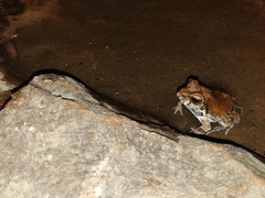 Tomopterna natalensis